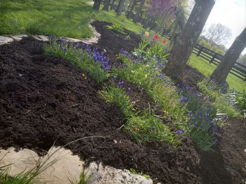 Curved flower bed with purple grape hyacinths and tulips lining a path near a horse-farm fence