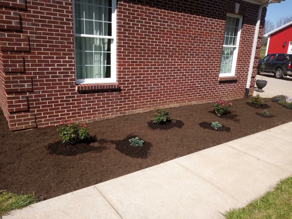 Freshly planted rose bushes in mulch bed along brick house foundation