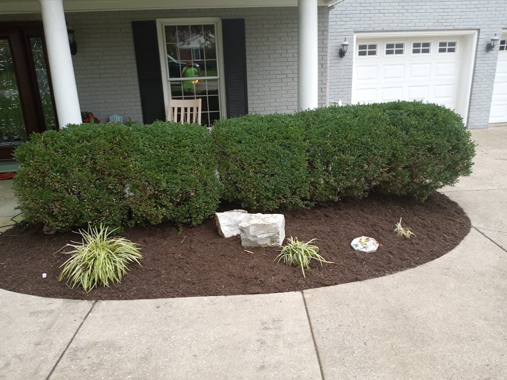 Neatly trimmed rounded boxwood hedge in fresh mulch bed